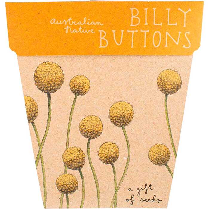 Sow 'n Sow Gift of Seeds Billy Buttons - Olabens