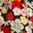Sweet Thing Square Neck Top - Olabens