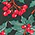 Winterberry Beauty Peplum Blouse - Olabens