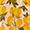 Joyful Jive Pant - Olabens
