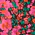Bouquet All Day Crop Top - Olabens