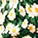 Bows For Show Top - Olabens